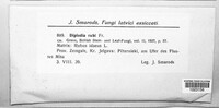 Diplodia rubi image